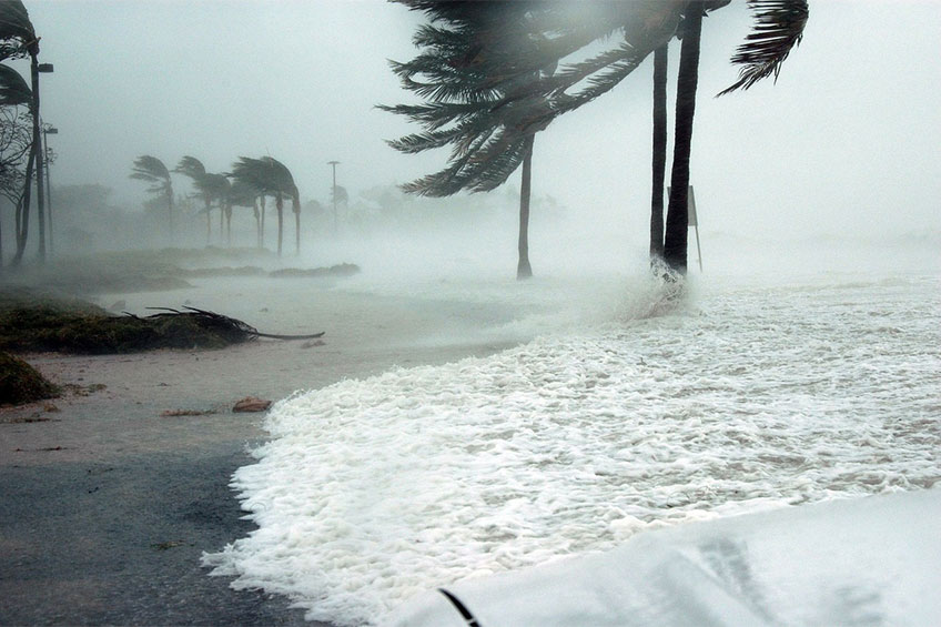 storm film beach with heavy winds blowing the palm trees